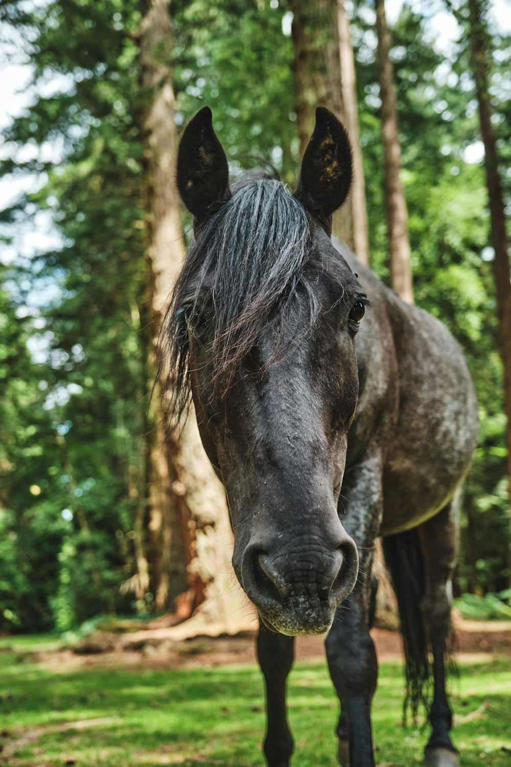 black horse in forest during daytime