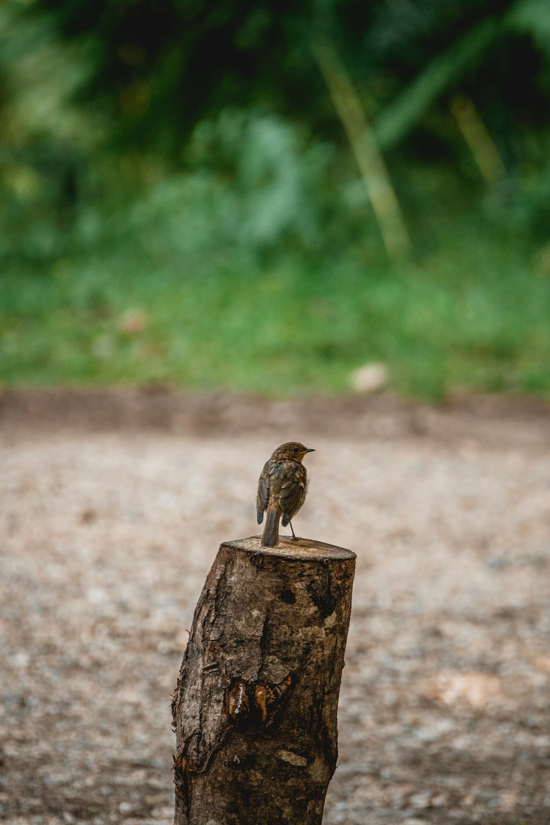 brown bird on brown wood during daytime