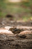 A gentle 3D animation frame of a small bird learning to fly over a meadow.