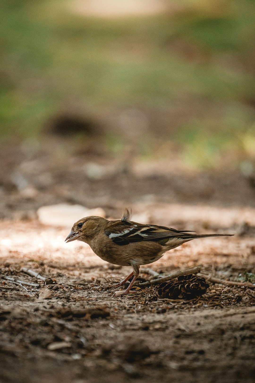 brown and white bird on brown soil