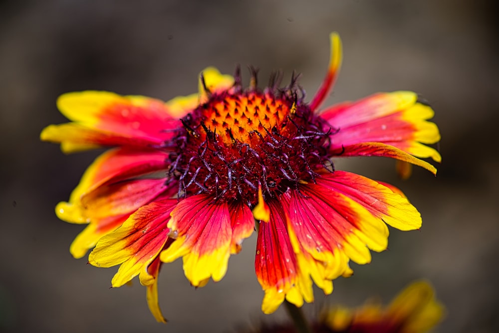 red and yellow flower in bloom