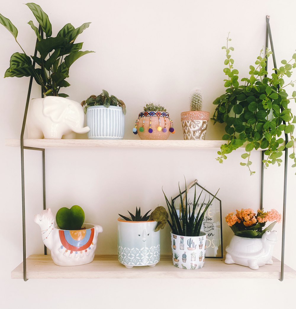 green potted plants on white wooden shelf