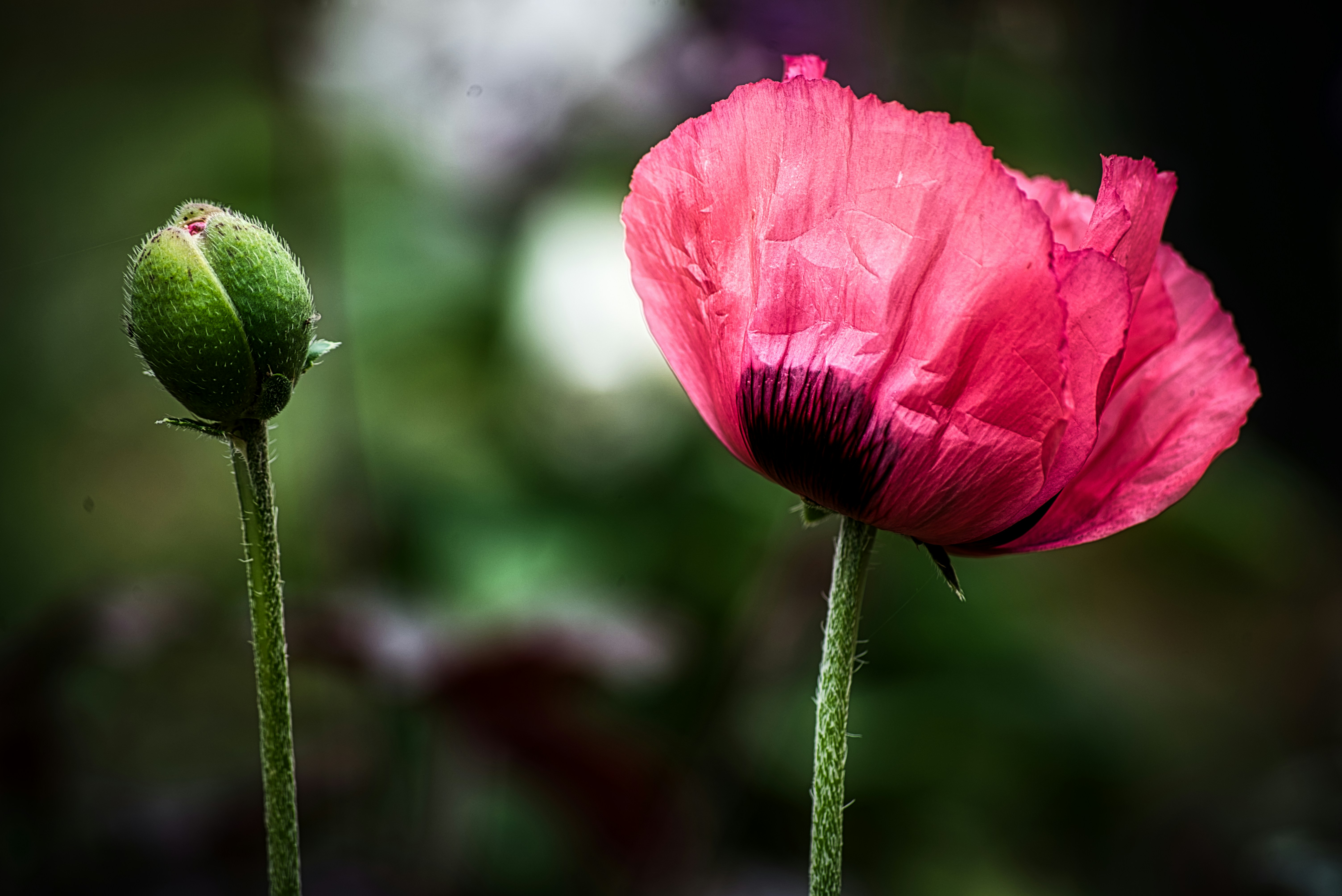 pink flower in tilt shift lens
