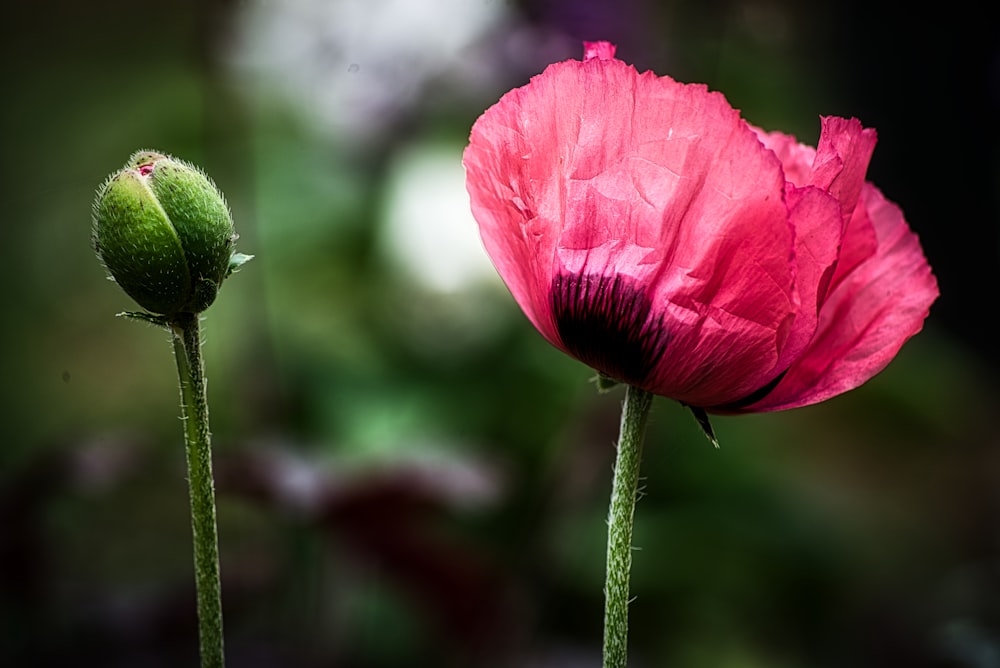 pink flower in tilt shift lens