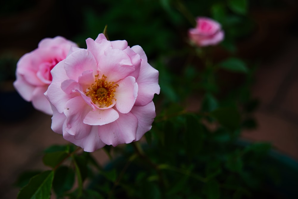 flor rosa en lente de cambio de inclinación