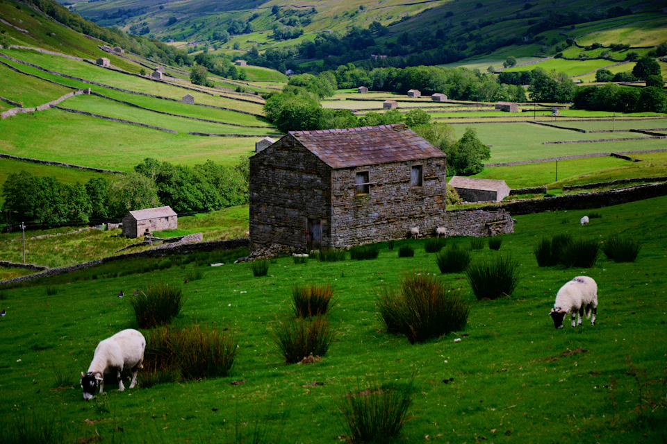Two white sheep graze on lush green grass in a serene rural landscape setting