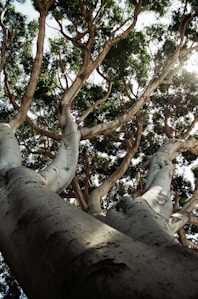 brown tree with white leaves