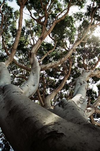 brown tree with white leaves