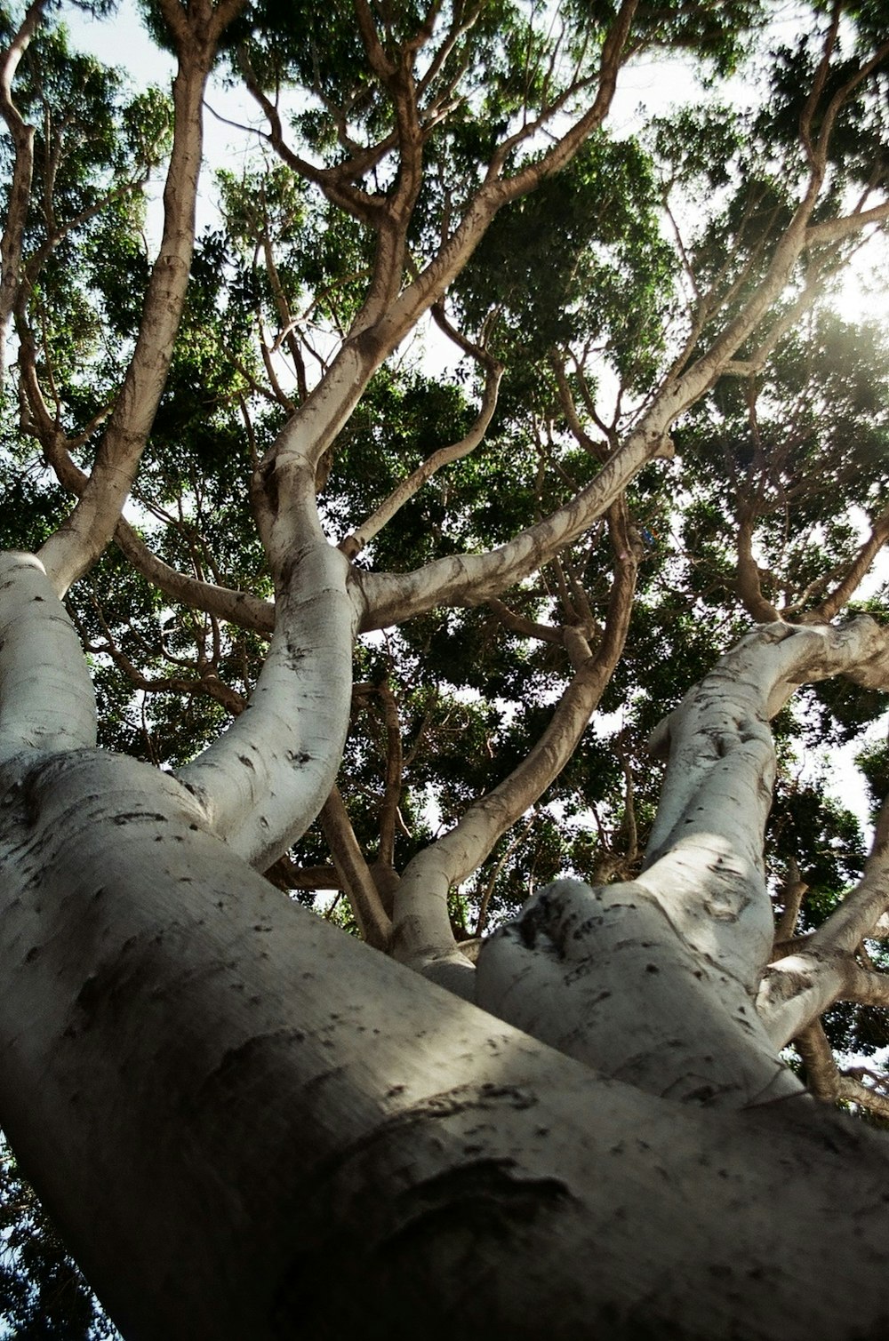 brown tree with white leaves