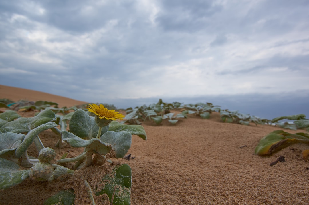 green moss on brown sand under white clouds during daytime