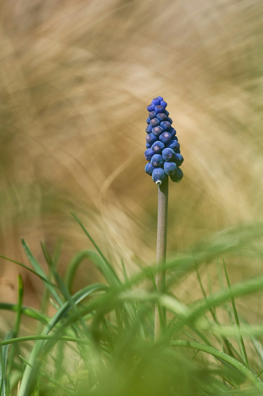 blue flower in green grass