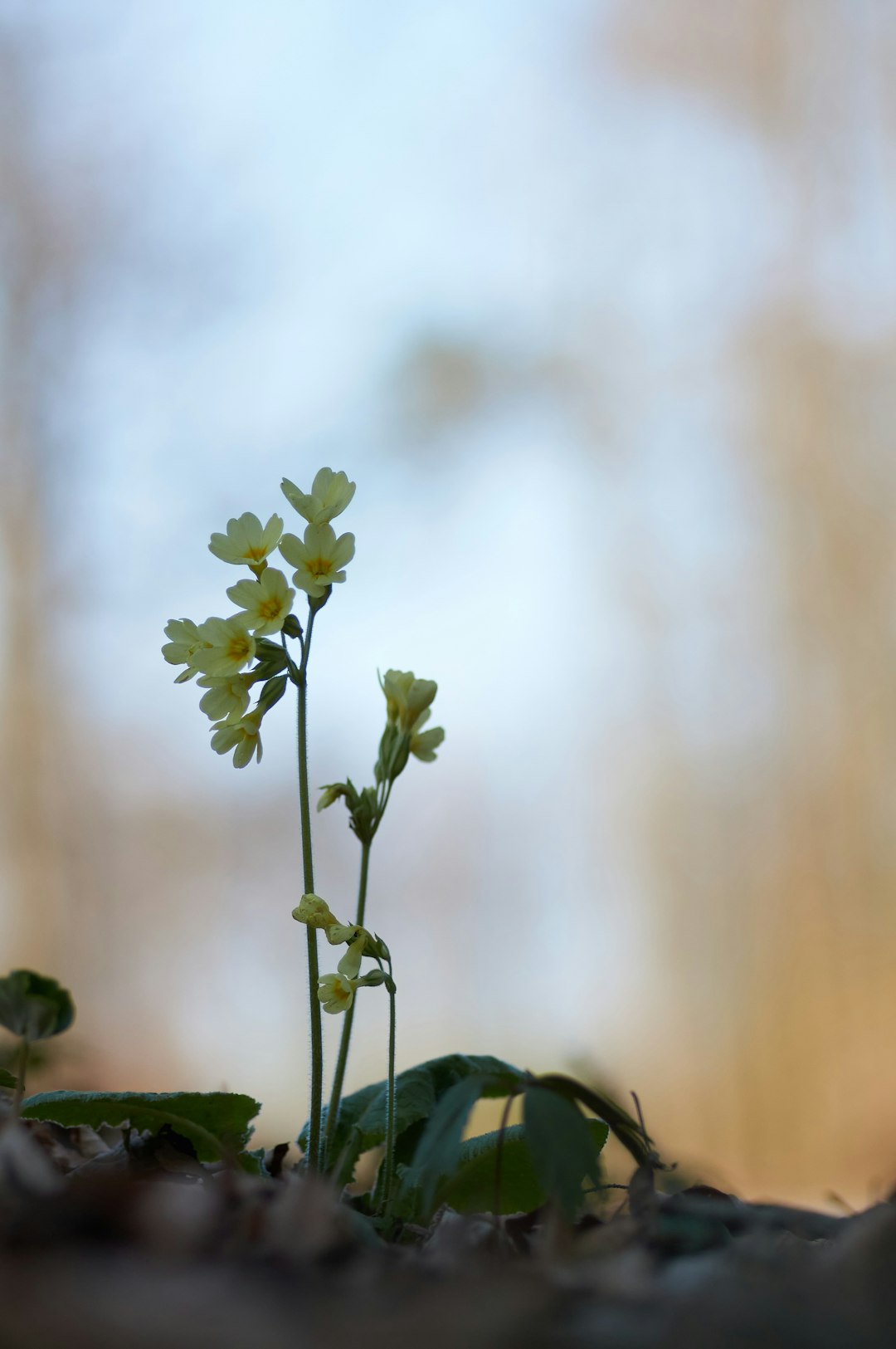 yellow flower with green leaves