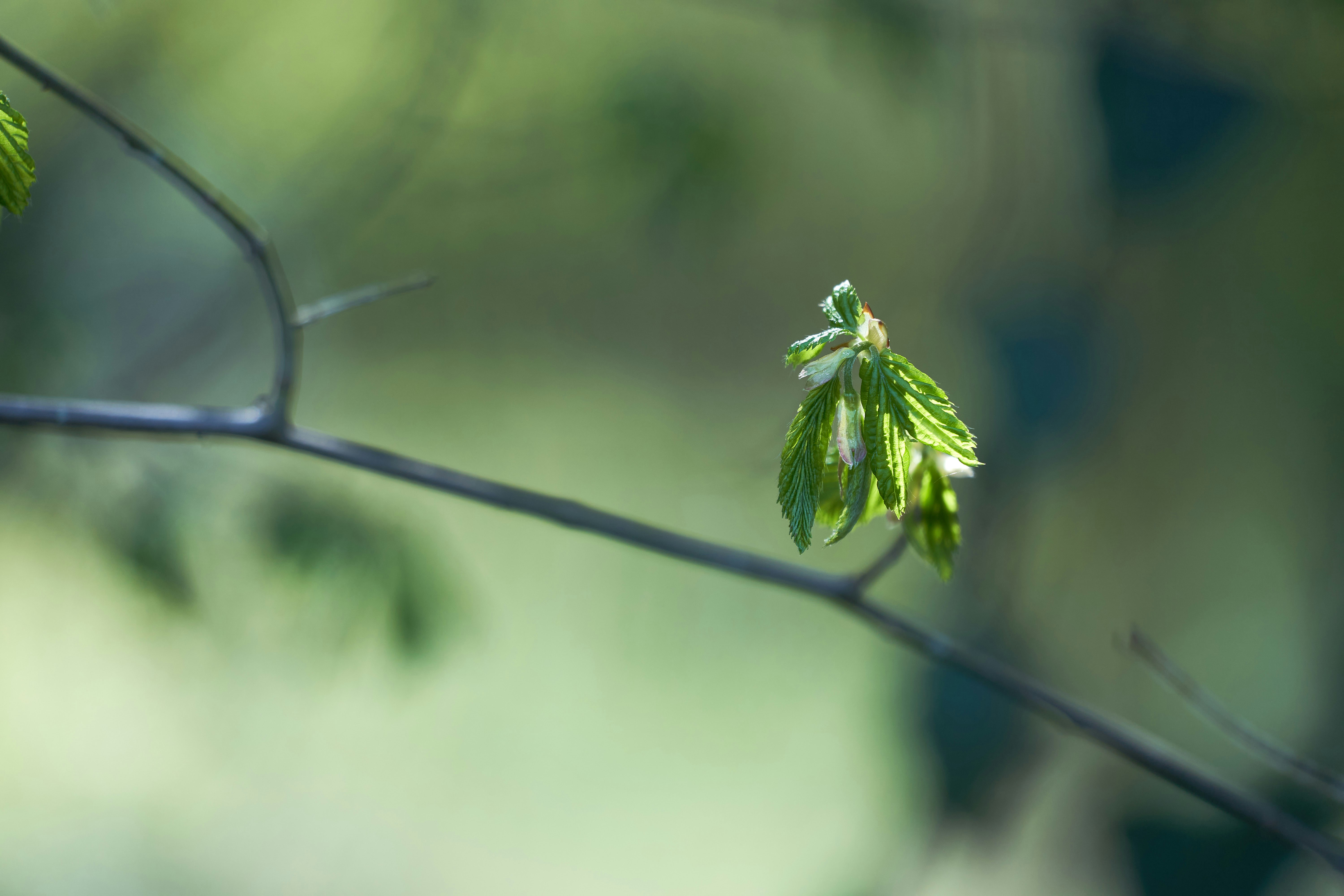 Photo by wolfgang_hasselmann