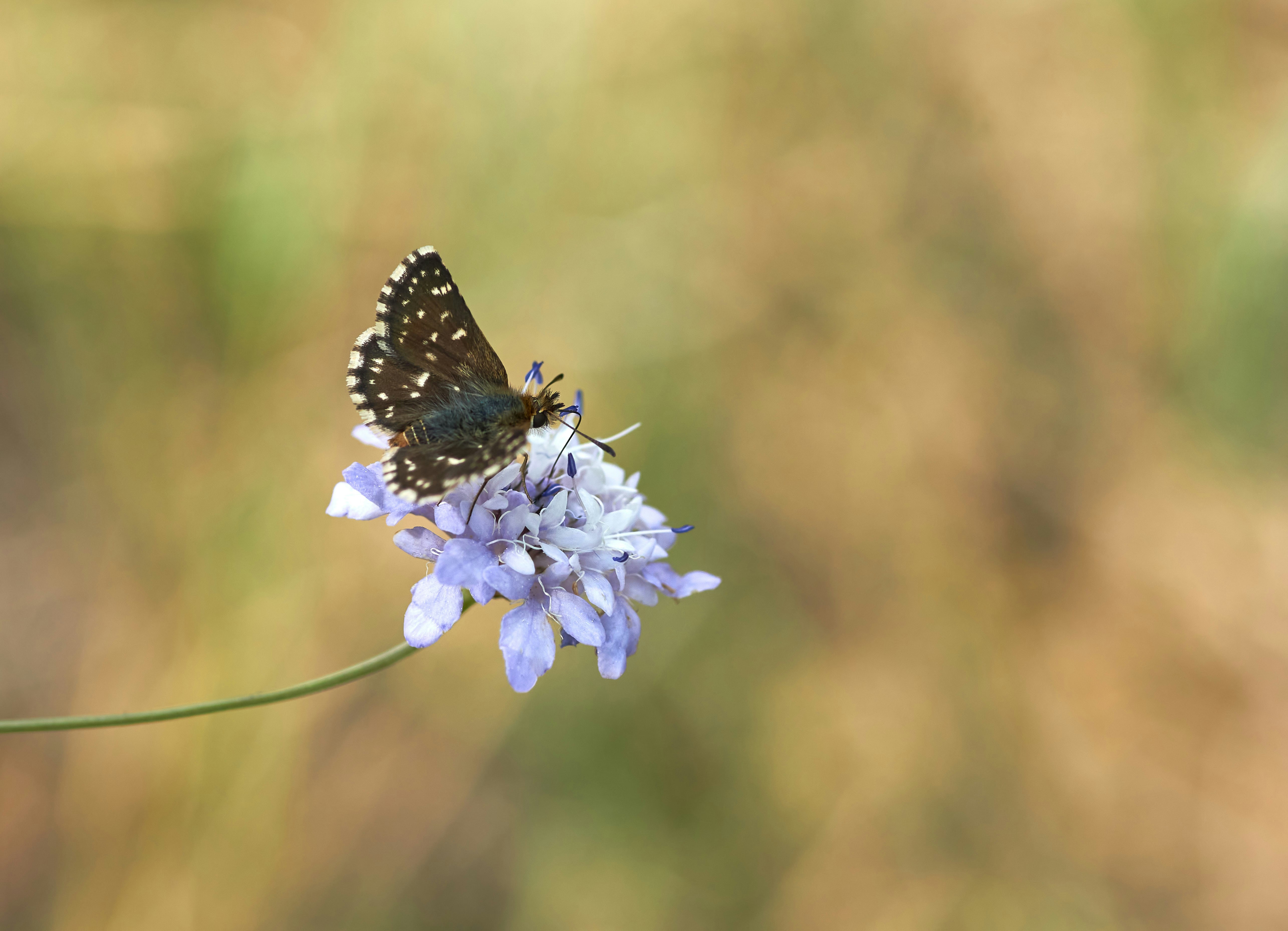 Photo by wolfgang_hasselmann