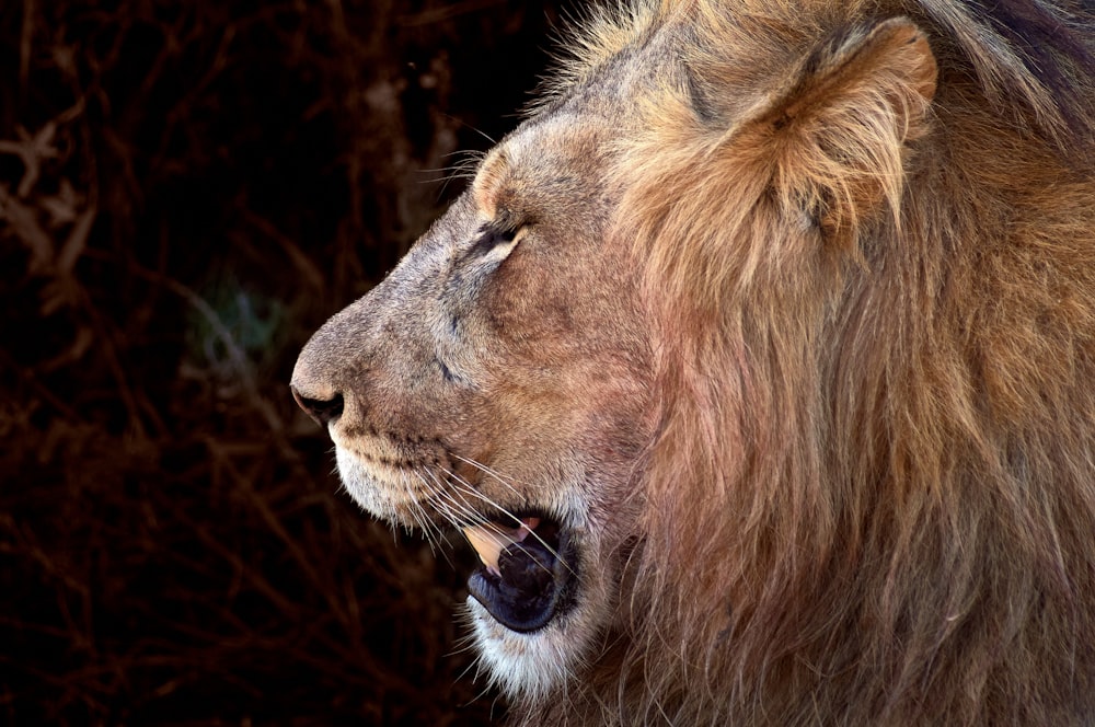 brown lion lying on brown grass during daytime