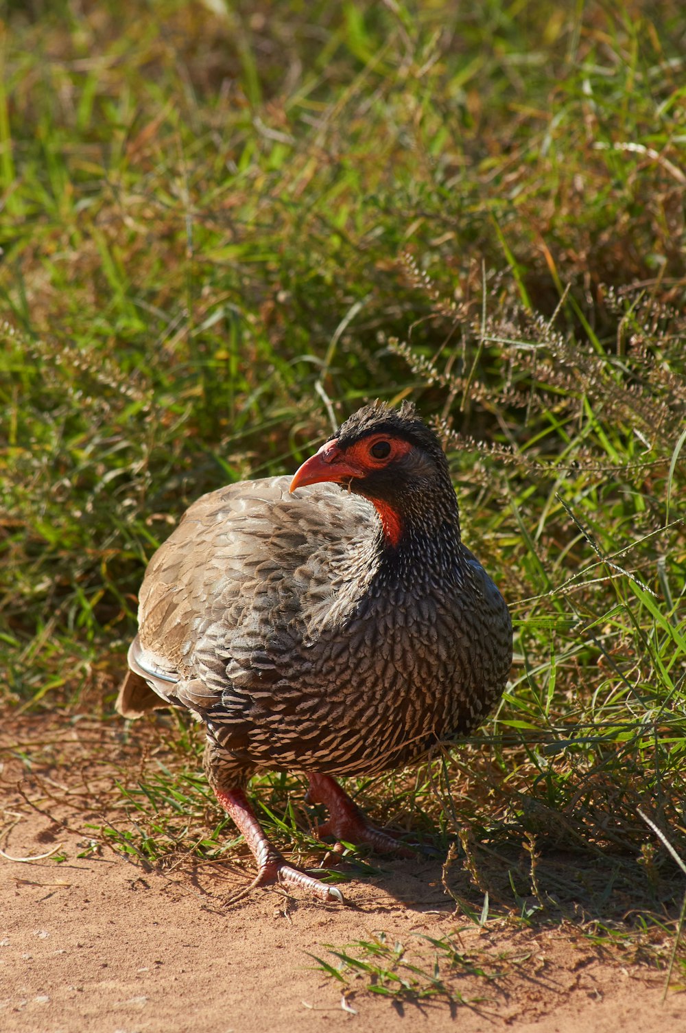 brown and black bird on green grass during daytime