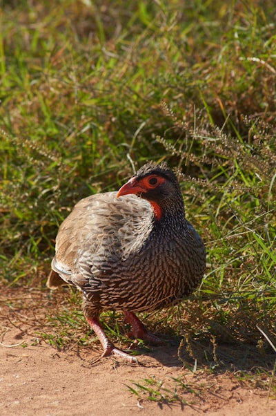 brown and black bird on green grass during daytime