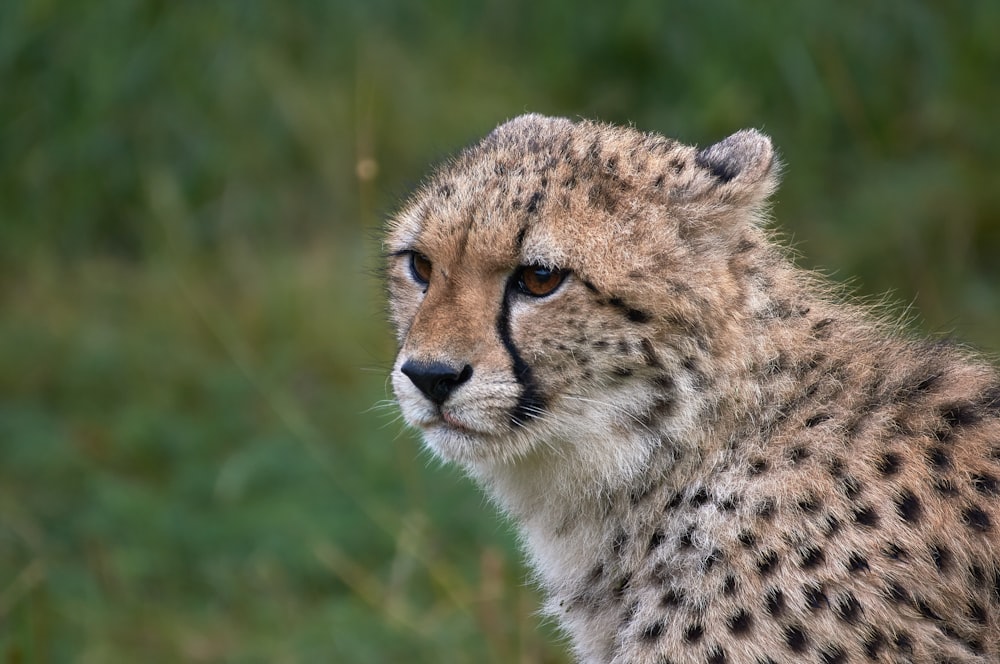 cheetah on green grass during daytime