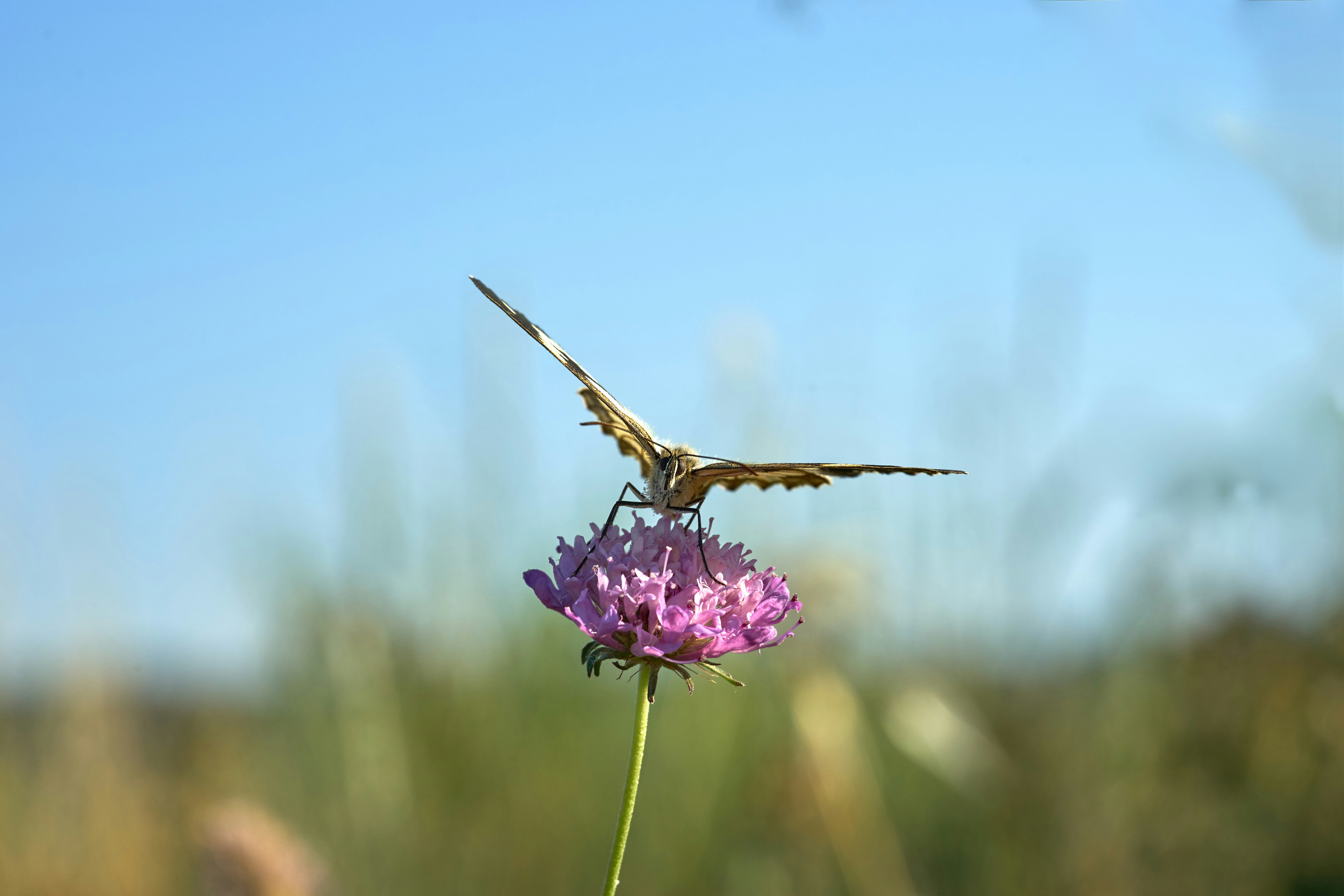 Photo by wolfgang_hasselmann