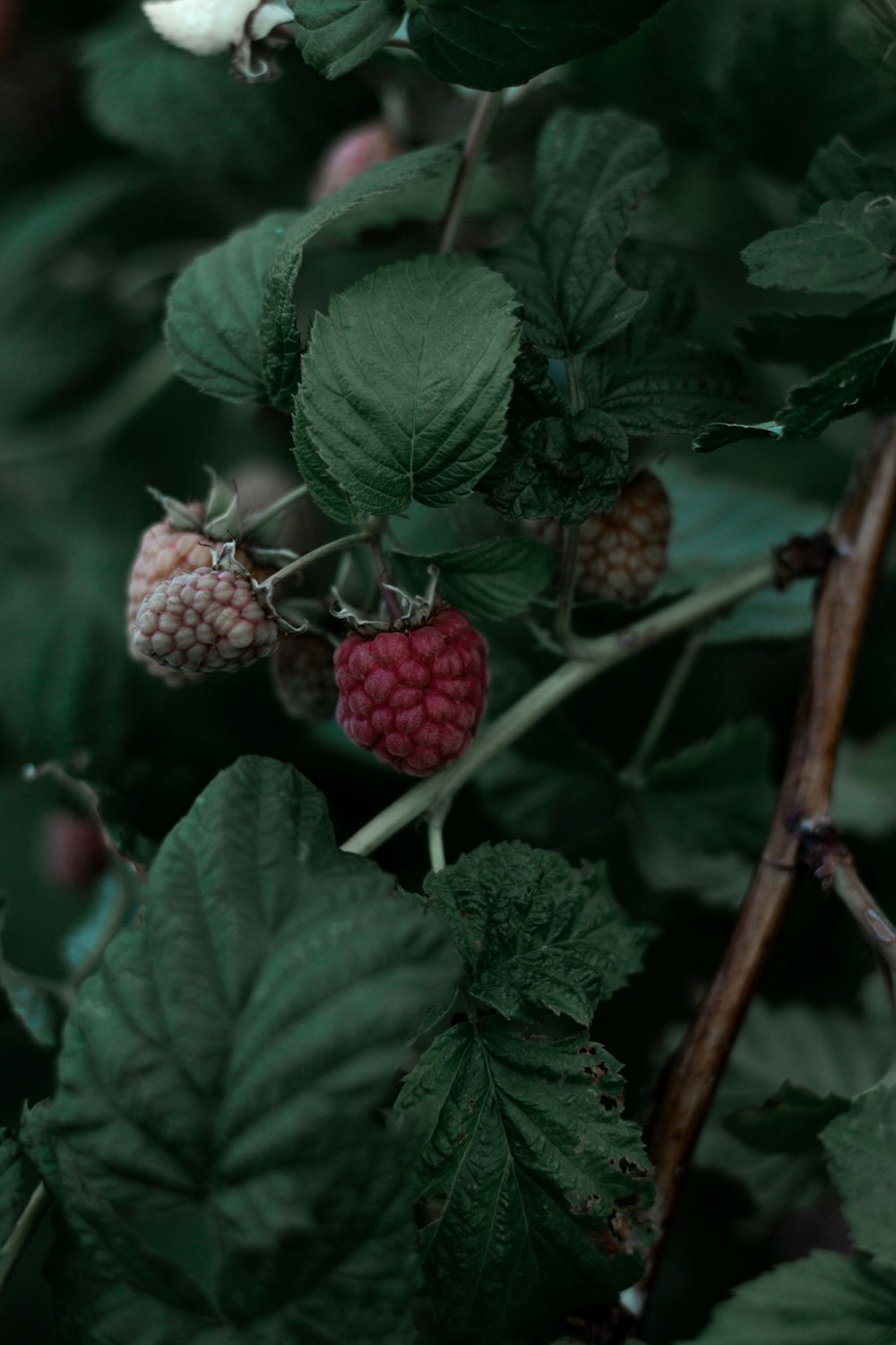 red and green round fruits