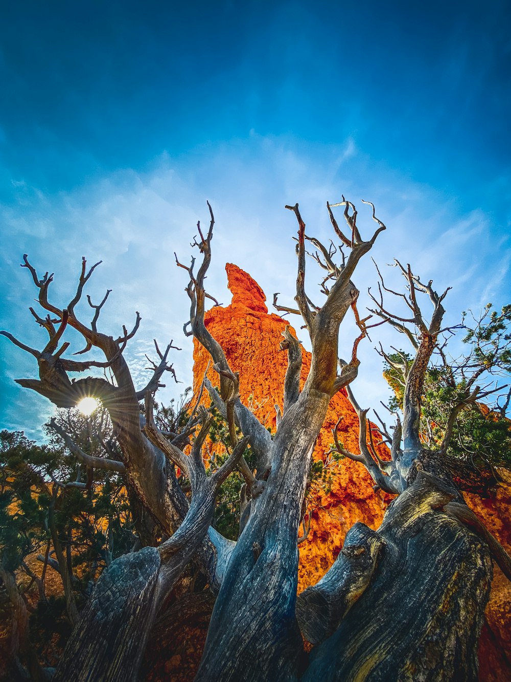 brown and green tree under blue sky