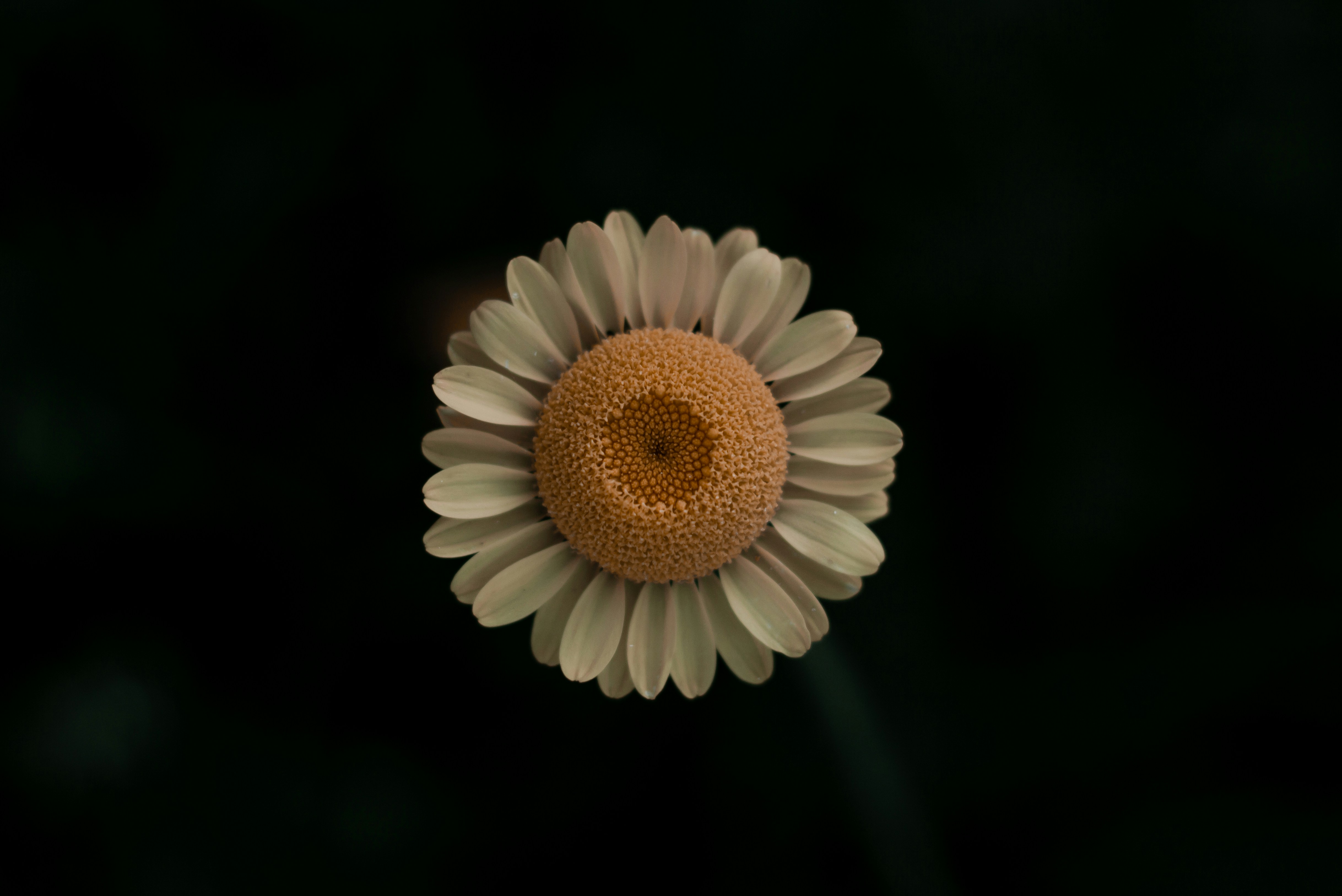 Photo by tinnnc