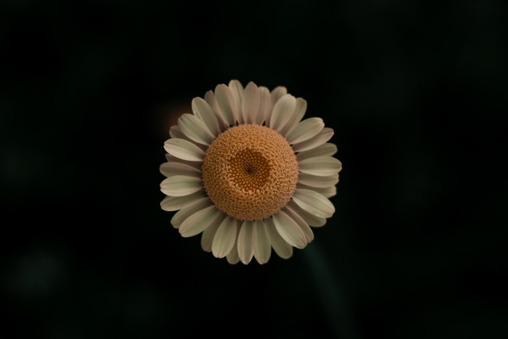 white daisy in bloom during daytime