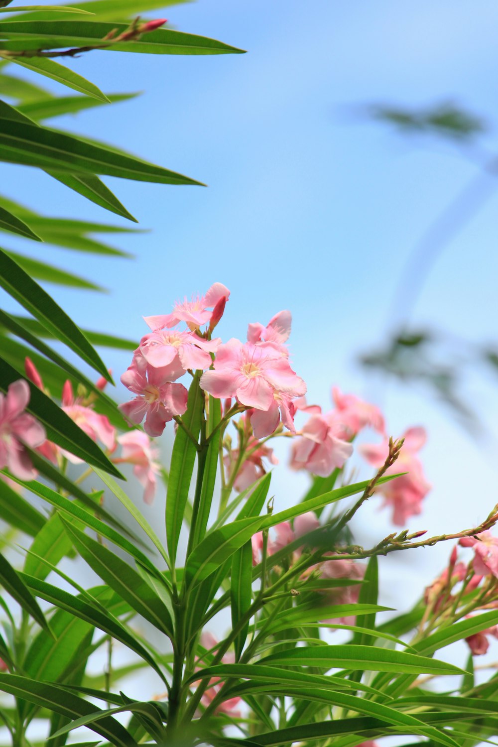 pink flower with green leaves