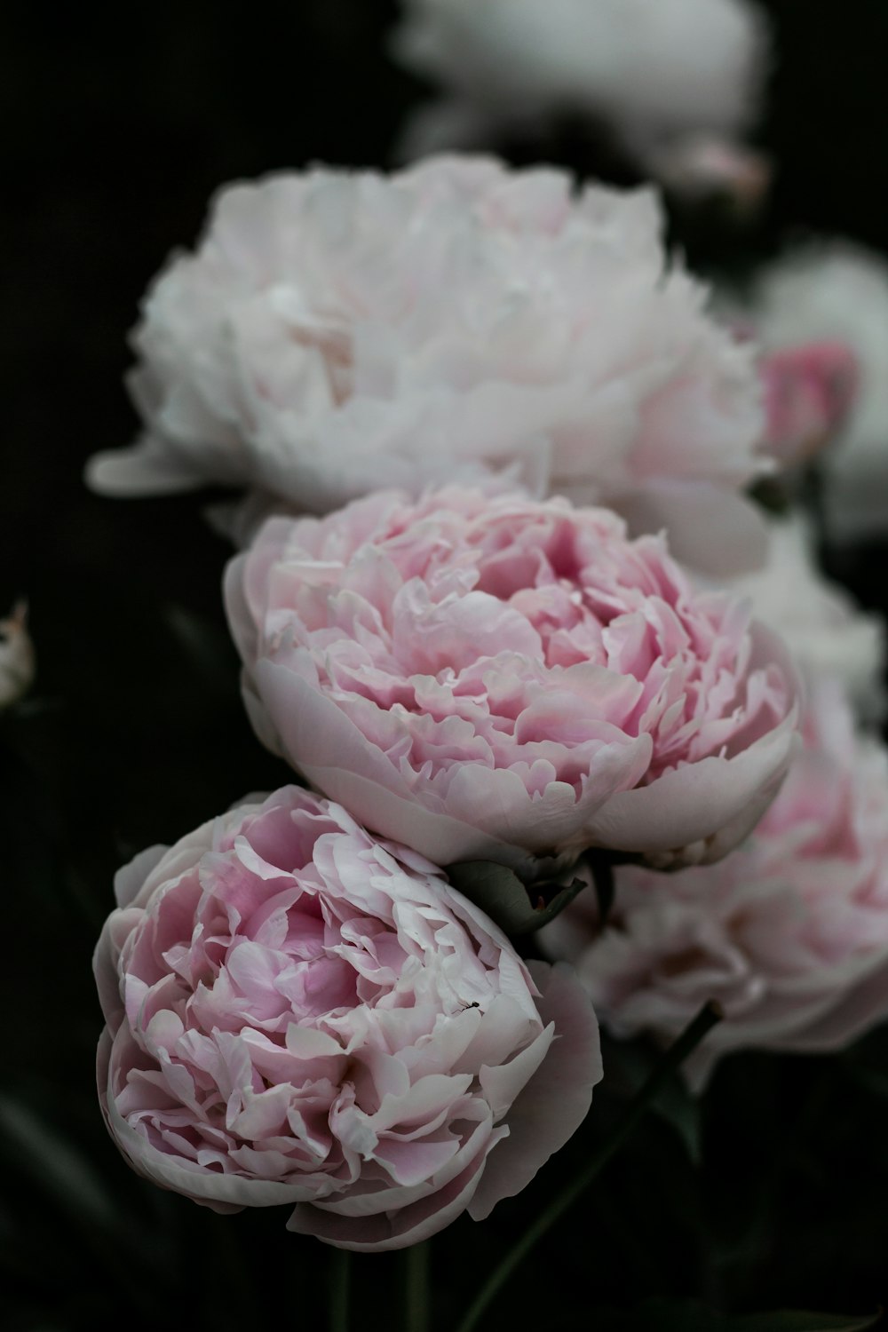 pink and white roses in bloom