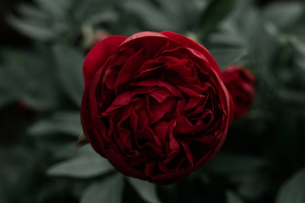 red rose in bloom during daytime