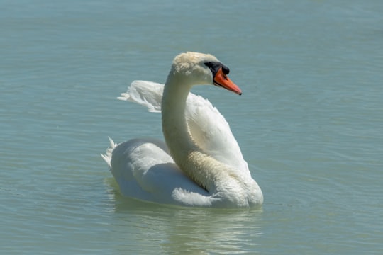 white swan on water during daytime in Lake Balaton Hungary