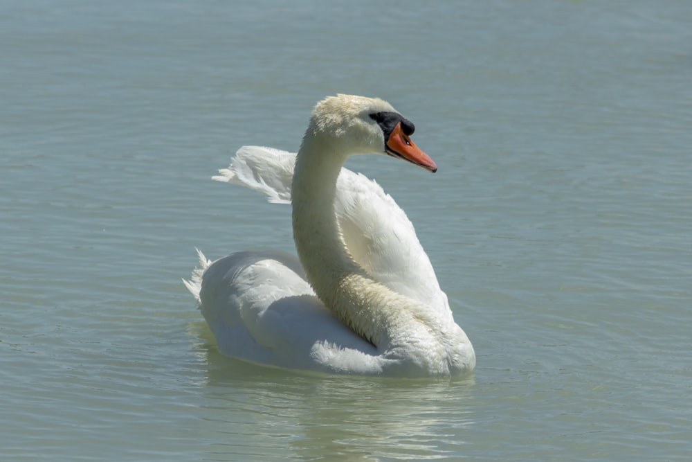 white swan on water during daytime