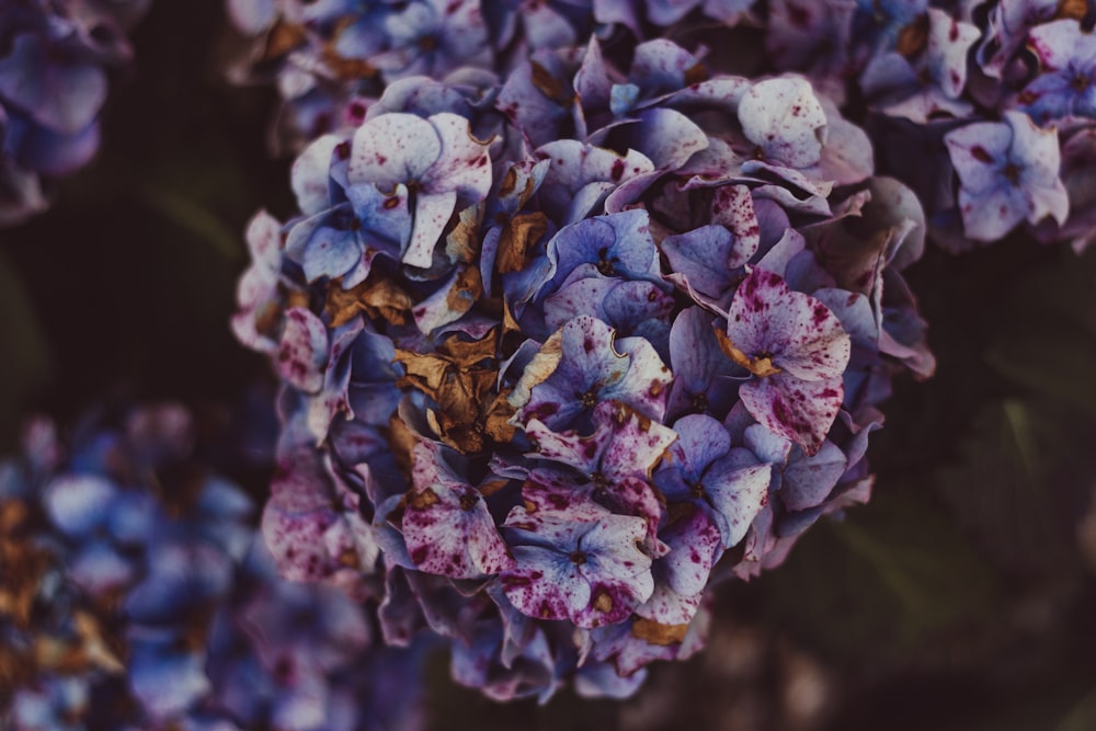 purple and white flower in close up photography