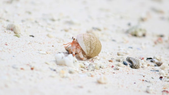 brown and white crab on white sand during daytime in Fuvahmulah Maldives