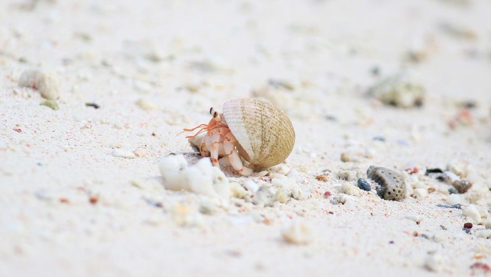 brown and white crab on white sand during daytime