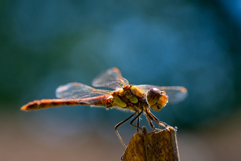 yellow and black dragonfly on brown wooden stick in tilt shift lens