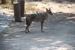 Artistic photo of Lowkey Coyote surrounded by nature, symbolizing their connection to global indigenous roots.