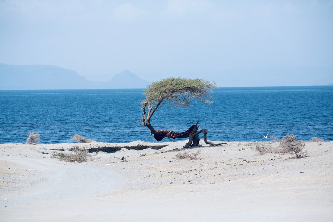 wizened, bent acacia tree on sand near body of water during the daytime