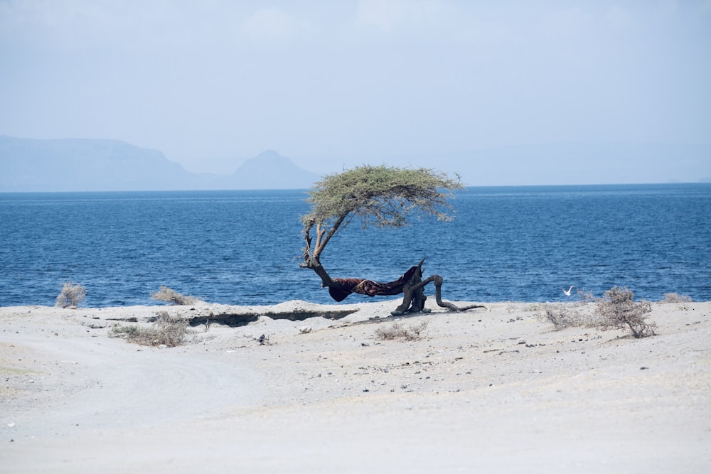 wizened, bent acacia tree on sand near body of water during the daytime