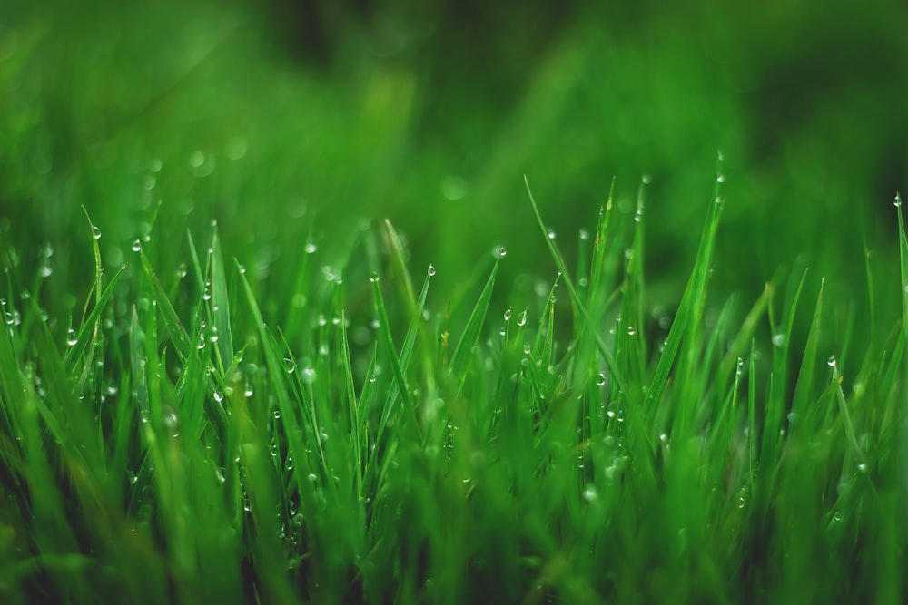 green grass in close up photography