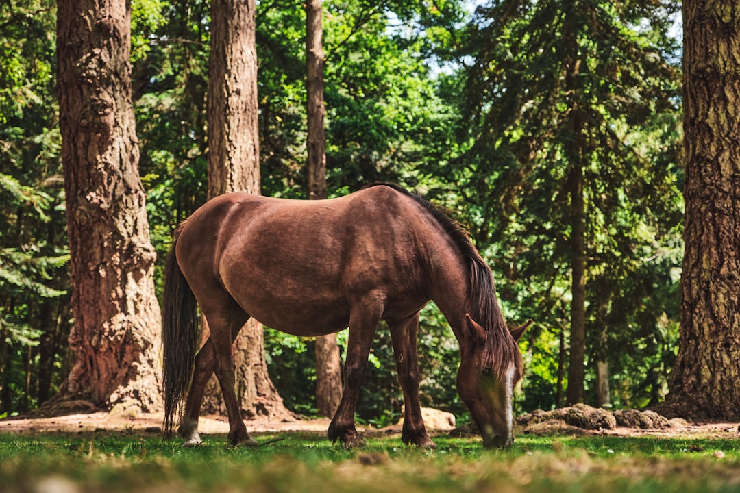 brown horse eating grass during daytime