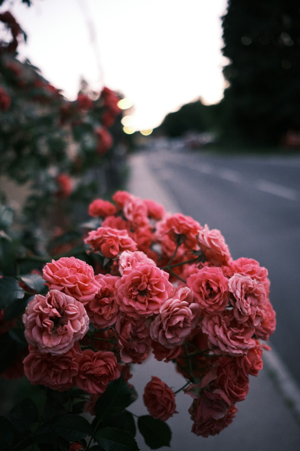 rosas rojas en medio de la carretera