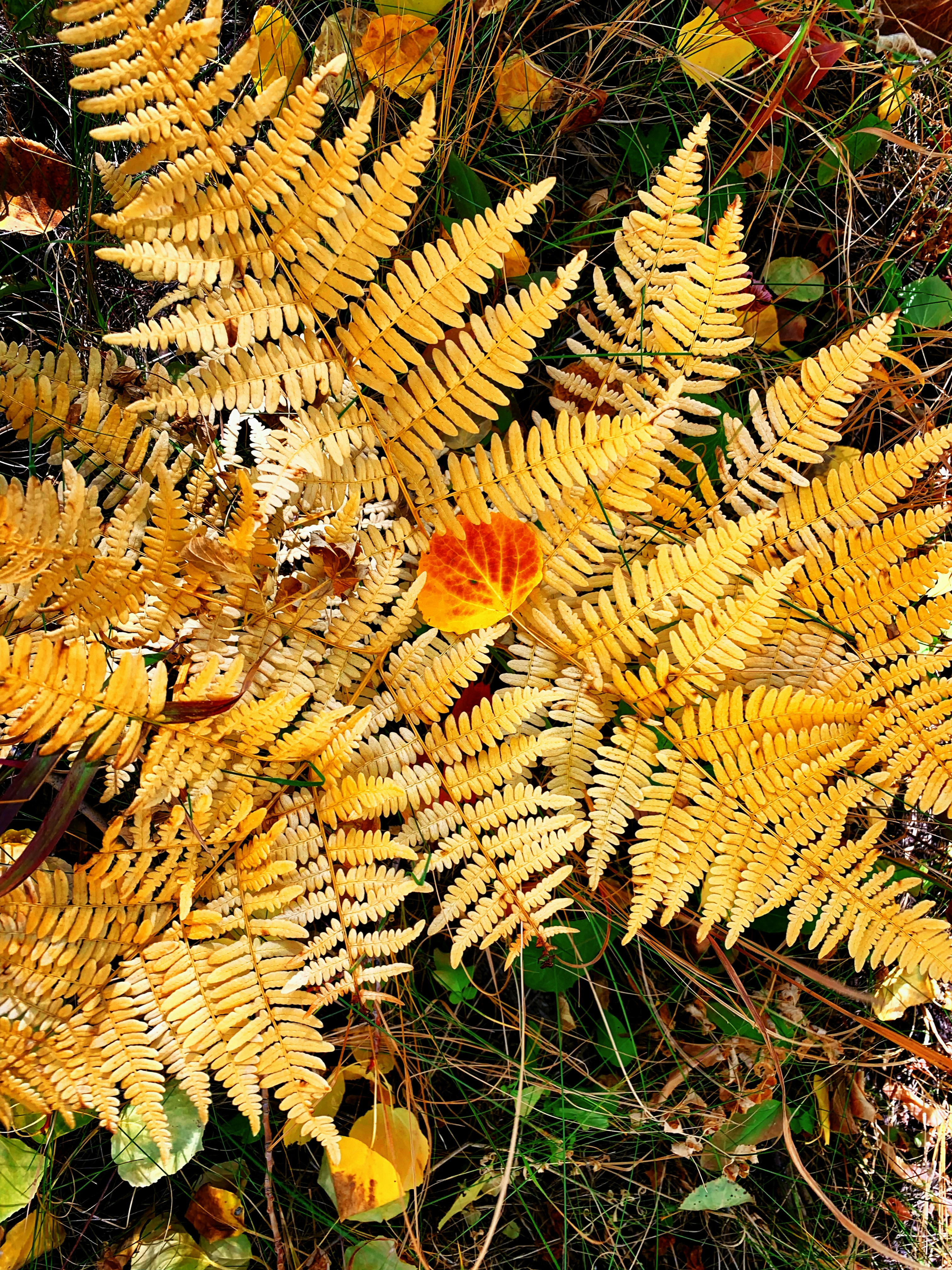 緑の芝生に黄色と赤の花の写真 Unsplashで見つけるシダの無料写真