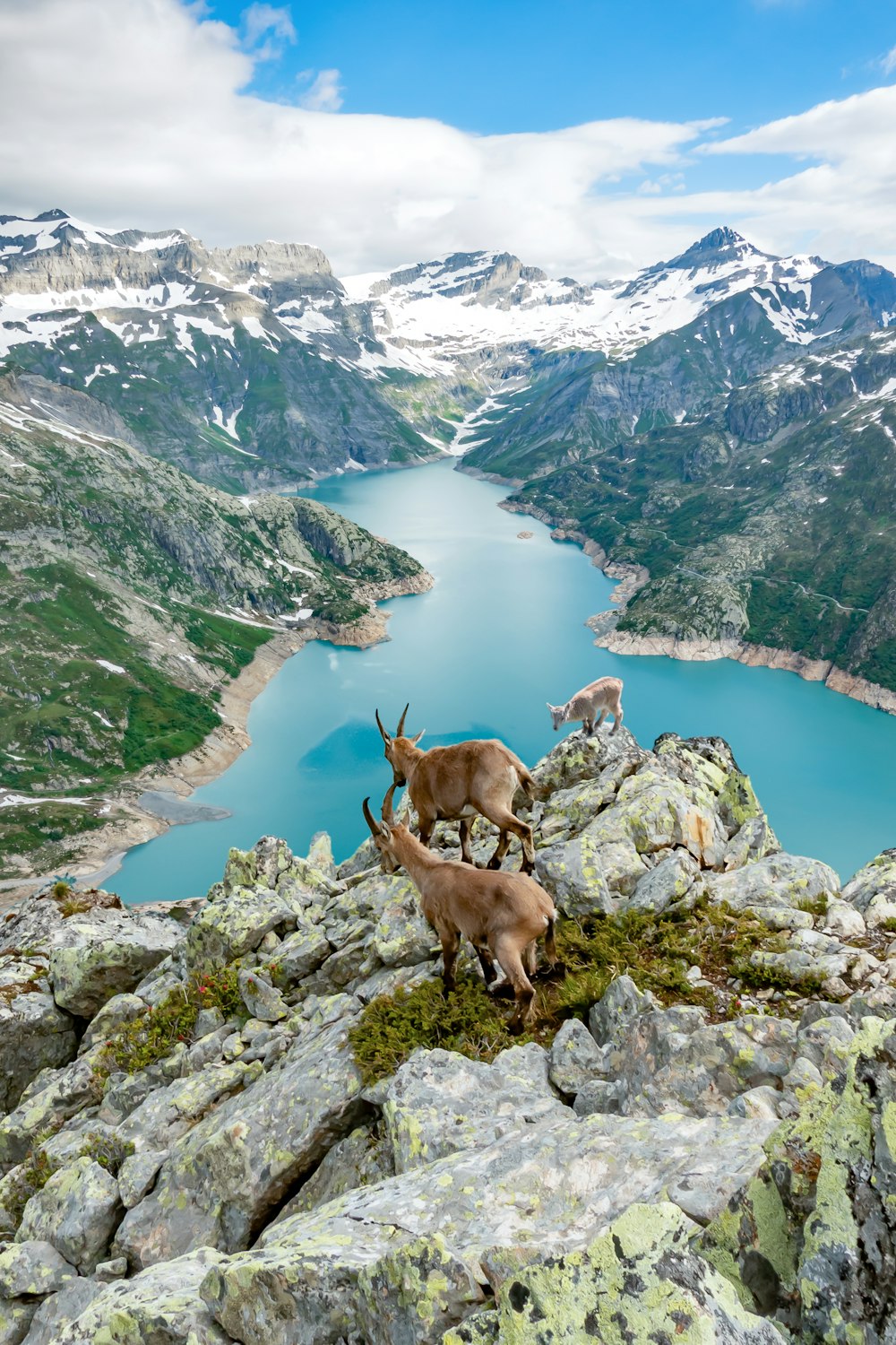 brown deer on rocky mountain during daytime