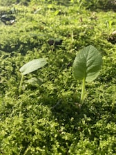 A vibrant green herb glowing softly, symbolizing revival and healing energy.