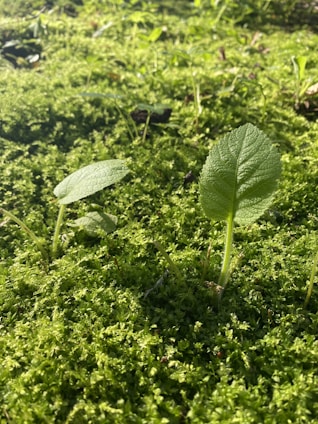 A vibrant green herb glowing softly, symbolizing revival and healing energy.