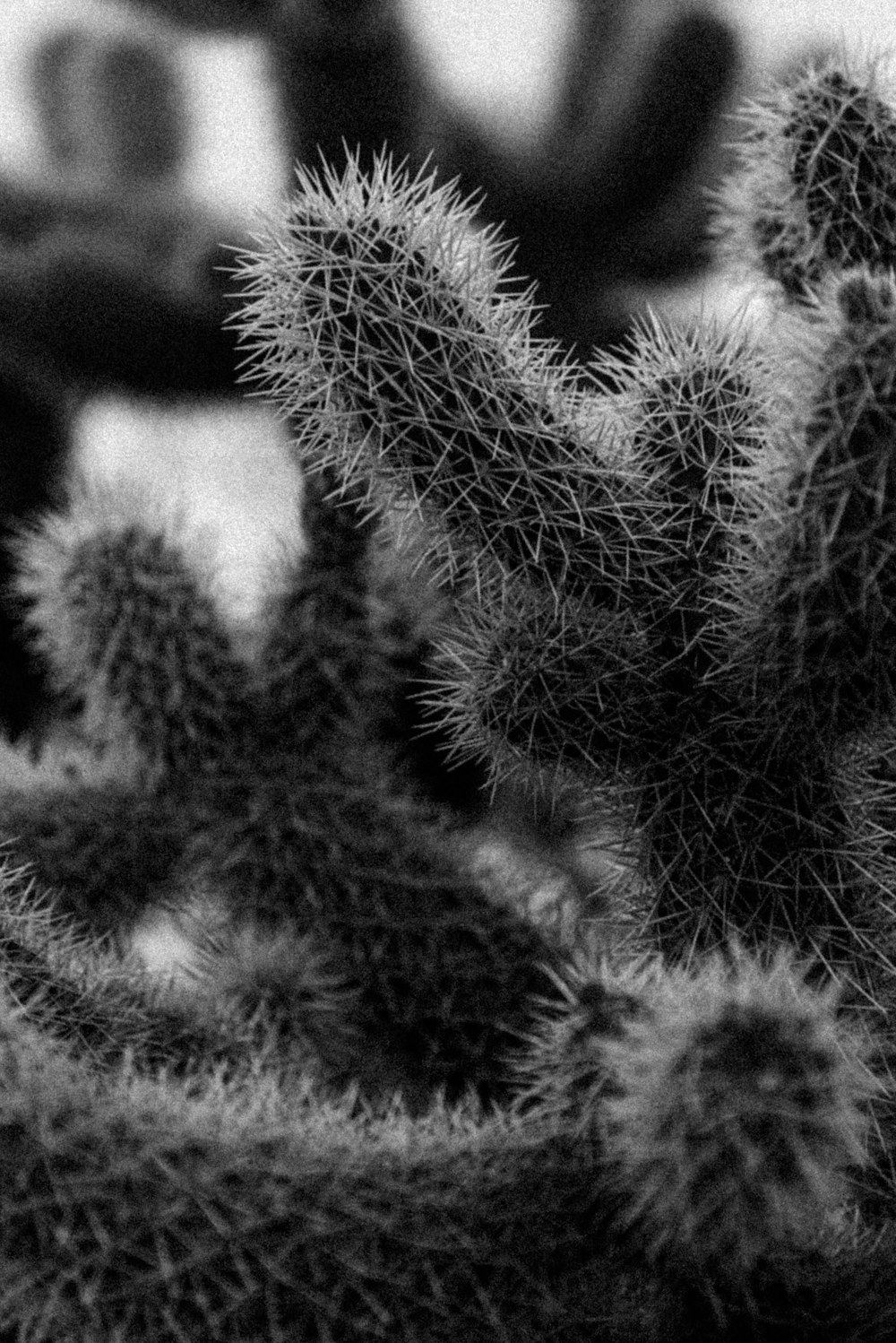 grayscale photo of green plant