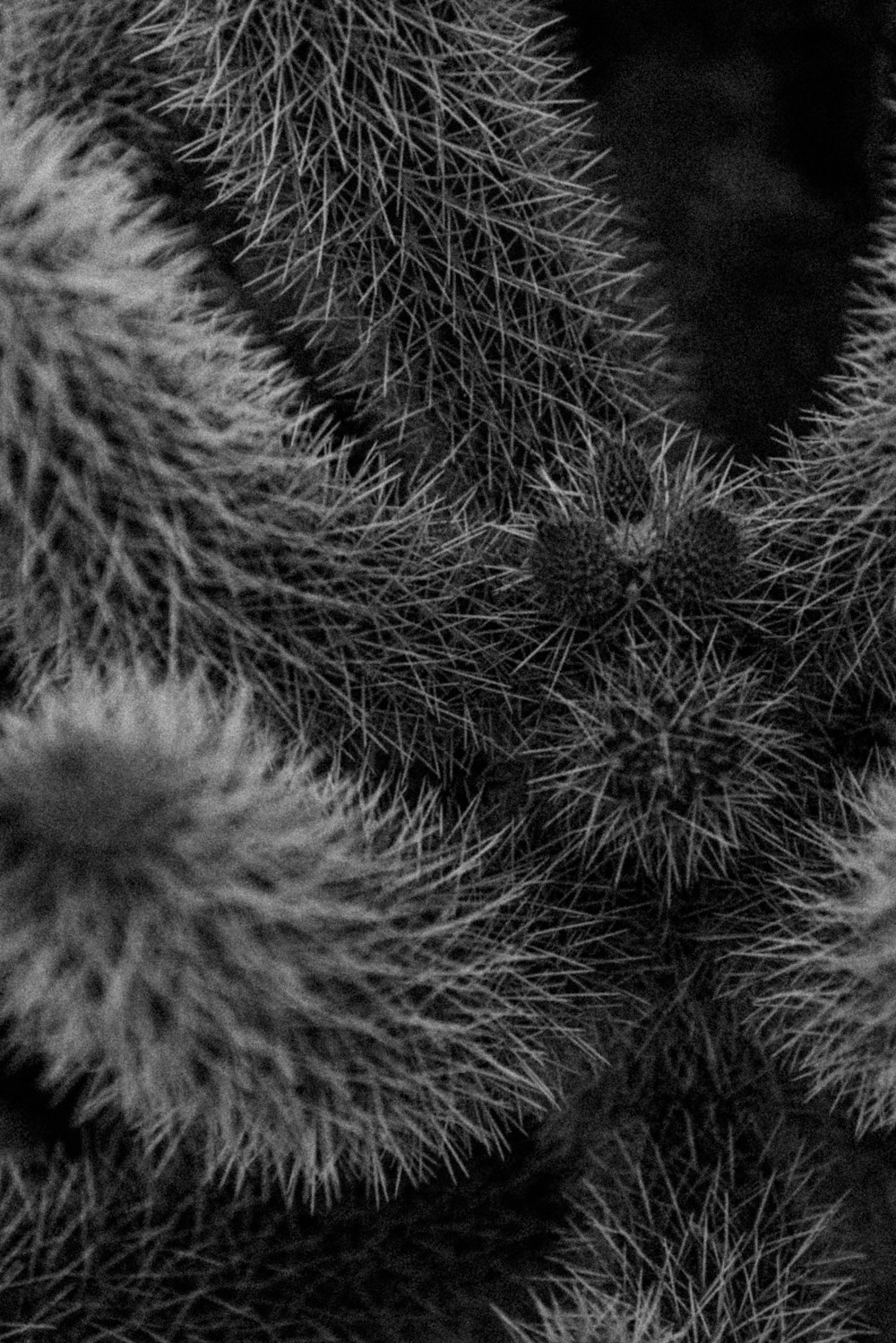 grayscale photo of cactus plant