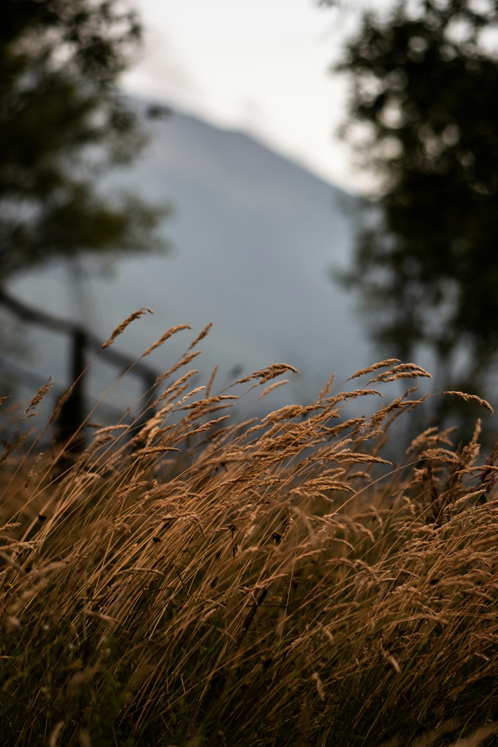 brown grass field during daytime