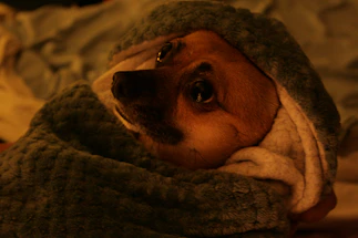 A warm photo of a rescued dog looking hopeful in a cozy shelter.